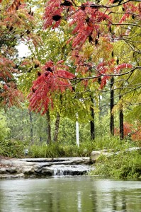 Sumac at Texas Freshwater Fisheries Center