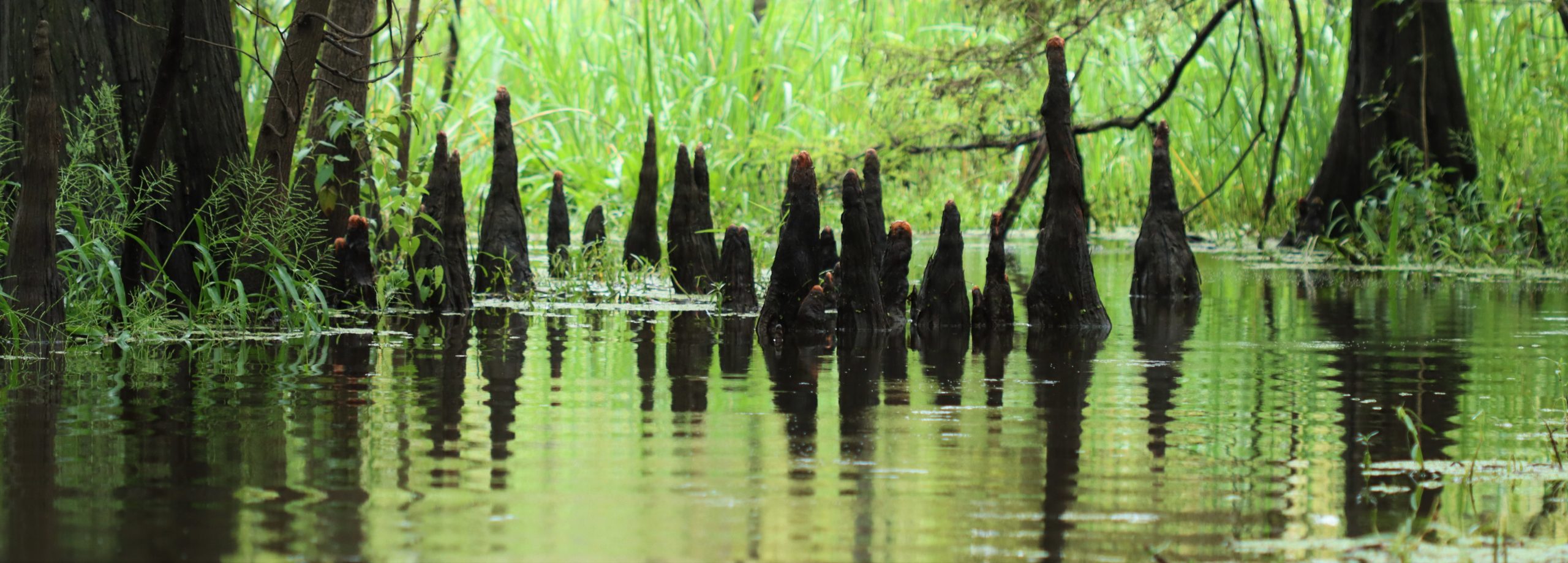 The Big Thicket National Preserve